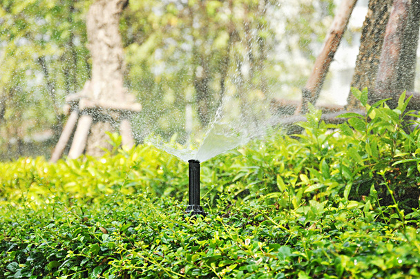 Aspersor de agua sobre el arbusto
 - Foto, imagen