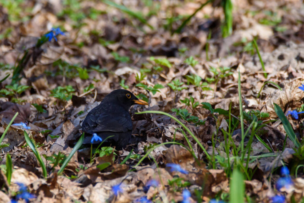 Selective focus photo. Common blackbird bird, Turdus merula. Blackbird on ground between dry leaves of tree and blue snowdops. - Valokuva, kuva