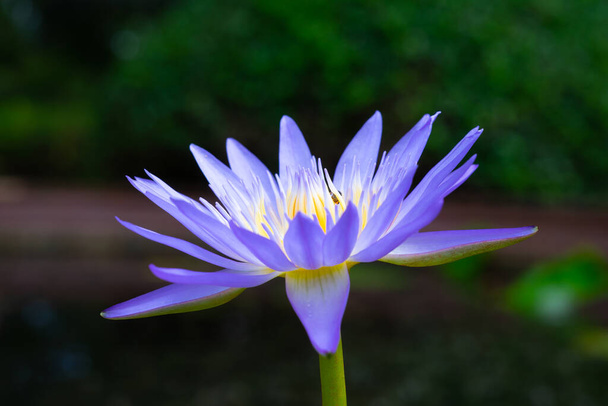 Κοντινό λουλούδι λωτού - Φωτογραφία, εικόνα