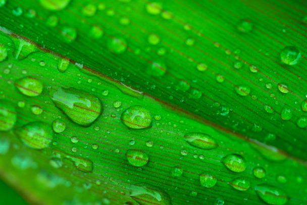 Macro shot of drop on green leaf texture. - Photo, Image