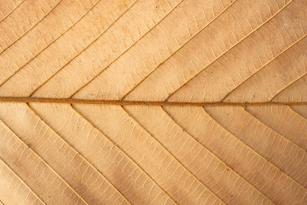 Close-up of leaf texture as background - Photo, Image