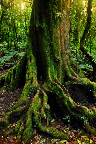 Roots of trees - Photo, Image