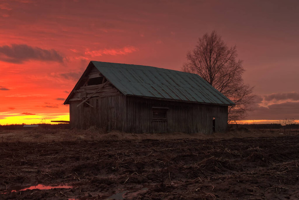 The sun sets beautifully on a spring night at the Northern Finland. The old barn house stands by a birch tree on the empty fields. - Photo, Image