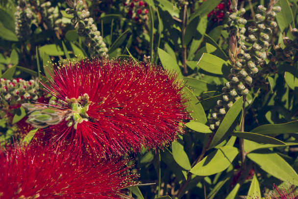 callistemon flowers and buds close-up on a green background - Photo, Image