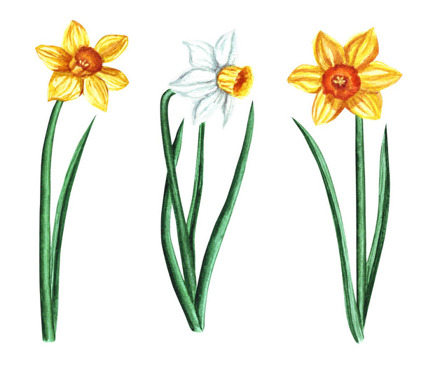 Set van aquarel narcissen geïsoleerd op witte achtergrond. Bloemen illustratie voor wenskaarten, bruiloft uitnodigingen, bloemen poster en decoraties. - Foto, afbeelding