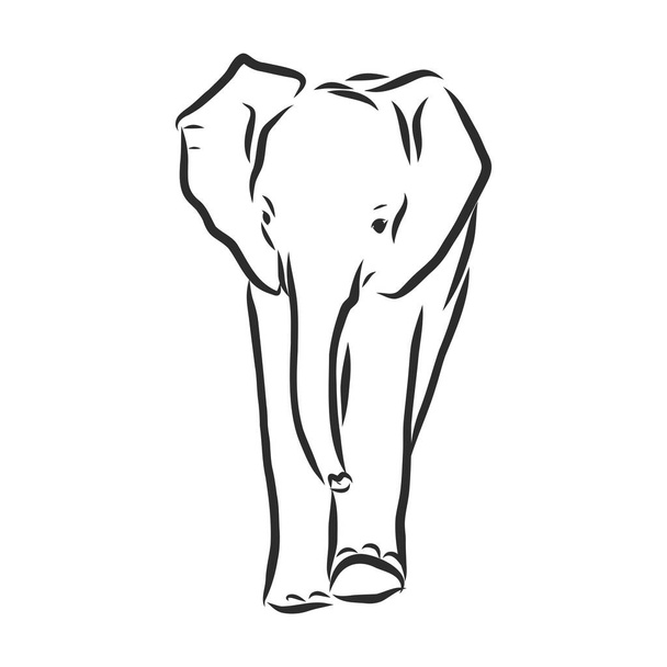 Elefante bebé en estilo de contorno aislado sobre fondo blanco, ilustración vectorial de ternera de elefante, página para colorear para niños
 - Vector, Imagen