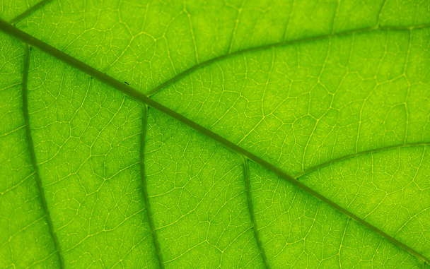 veins in a leaf against the light, with an ant crawling on the middle, texture - Photo, Image