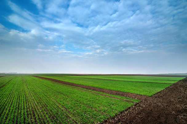 áreas experimentais, campo dividido em setores por variedades de trigo
 - Foto, Imagem