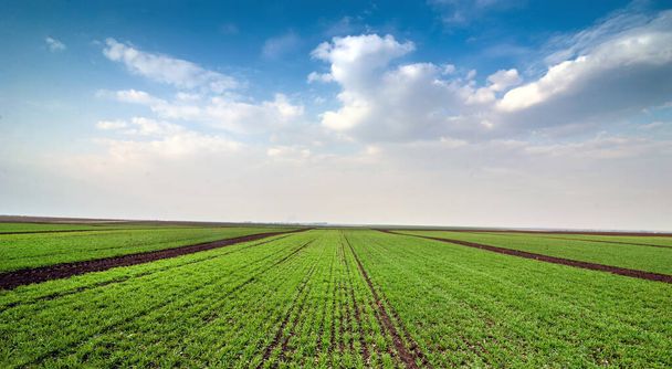 Teile des Landes zum Testen von Getreidehybriden mit schönem Himmel - Foto, Bild
