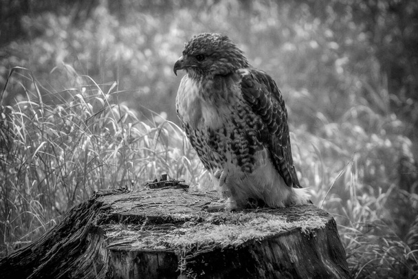 Buteo jamaicensis red-tailed hawk, mysiak cervenochvosty,kane rudoocasa - Photo, Image