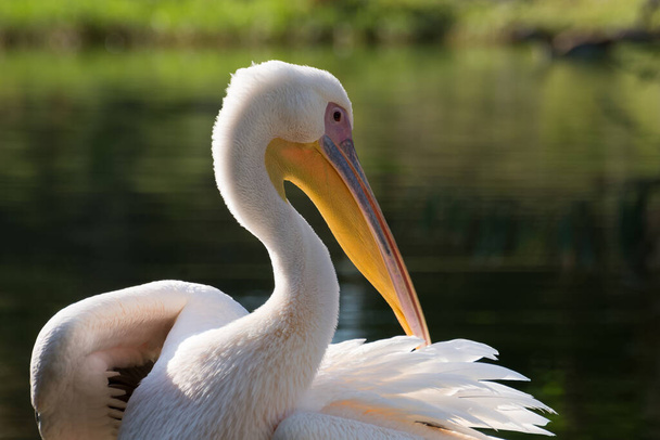 Pelikan 'ın kendini temizlemeye çalışan fotoğrafları. - Fotoğraf, Görsel