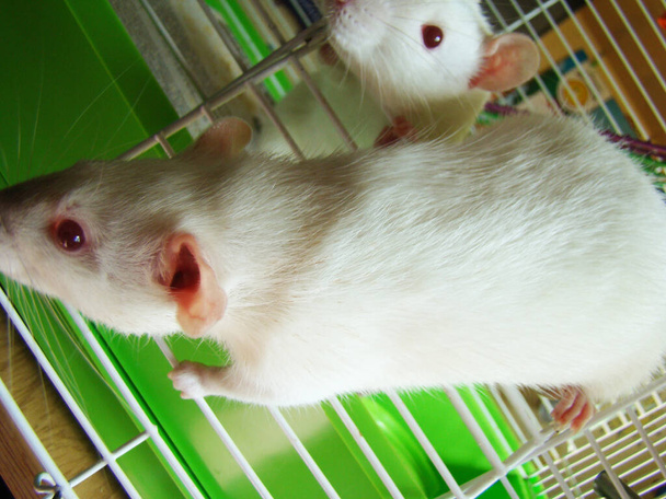 krysa bílý mazlíček v kleci close-up fotografie - Fotografie, Obrázek