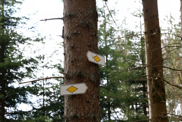 Směr pohybu ve stromech v lese - Fotografie, Obrázek
