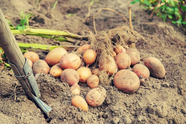 Scavare patate in giardino. Concentrazione selettiva. natura
 - Foto, immagini