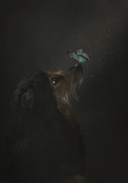 Schattig portret van een bastaardhond in profiel, met een blauwe vlinder op zijn neus, close-up op een grijze achtergrond. Verticaal beeld. - Foto, afbeelding