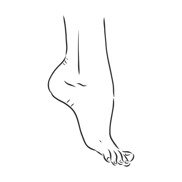Ανθρώπινη γυναίκα που ζωγράφιζε γραμμές ποδιών. Εικονογράφηση διανύσματος - Διάνυσμα, εικόνα