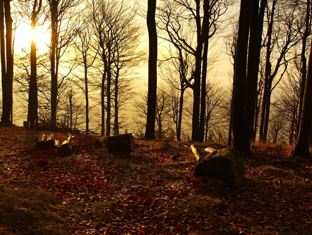 Forêt sur colline a augmenté à partir de l'automne tôt le matin fond brumeux
. - Photo, image