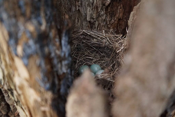 Ortak Karatavuk 'un (Turdus merula) gizli kuş yuvası. Eski bir ağaç gövdesinde 4 turkuaz renkli yumurta saklı. - Fotoğraf, Görsel
