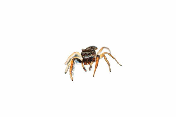 Общие небольшие прыжки дом паук крупным планом выстрел на кухне окно мелкой глубине поля изолированы на чистой белой 2020
 - Фото, изображение