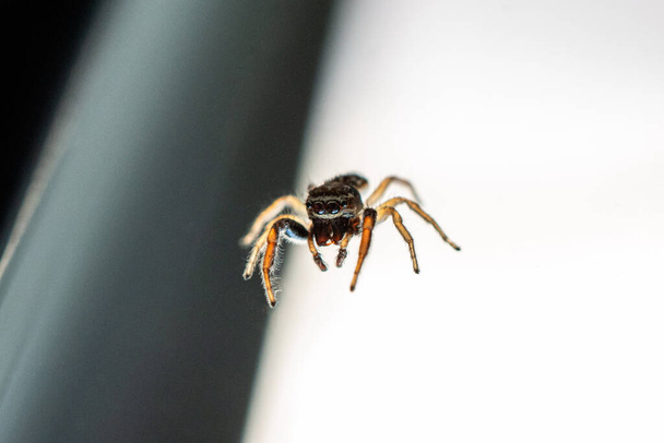 Yaygın küçük atlama evi örümceği mutfak penceresine yakın çekim 2020 sahasının sığ derinliği - Fotoğraf, Görsel