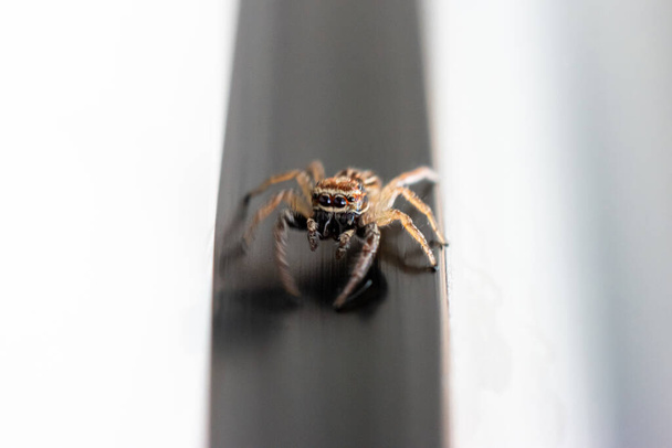Yaygın küçük atlama evi örümceği mutfak penceresine yakın çekim 2020 sahasının sığ derinliği - Fotoğraf, Görsel