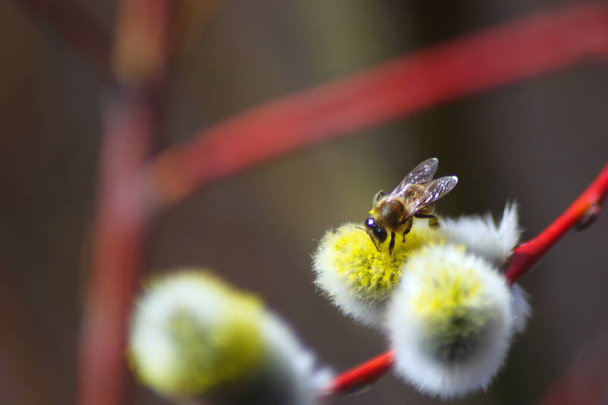 Méhek a fűzfa ágain. A méhek beporozzák a fűzfát a tél után. A méhek első repülése a tél után. Tavasz. A nap. Erdő - Fotó, kép