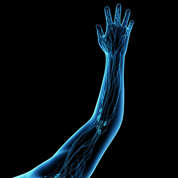 3d render blue lymphatic system - show hand - Photo, Image