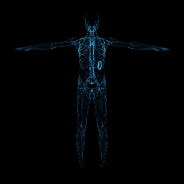 3D render mavi lenfatik sistem - Önden Görünüm - Fotoğraf, Görsel