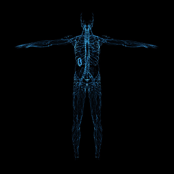 3d render blue lymphatic system - back view - Photo, Image