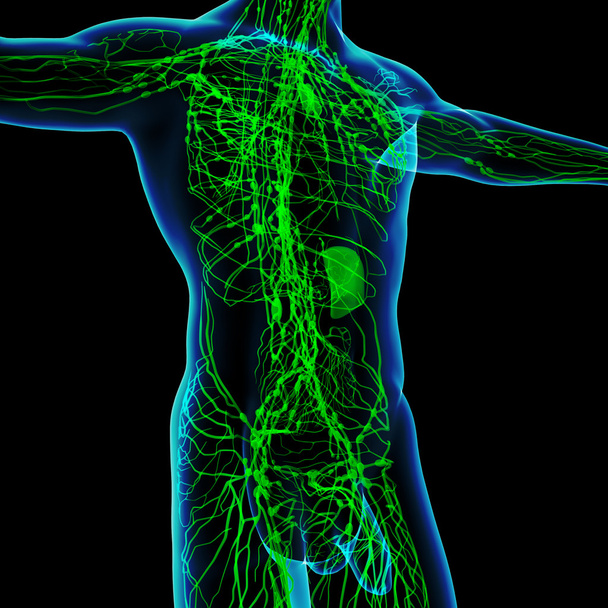 3d render green lymphatic system - front view - Photo, Image