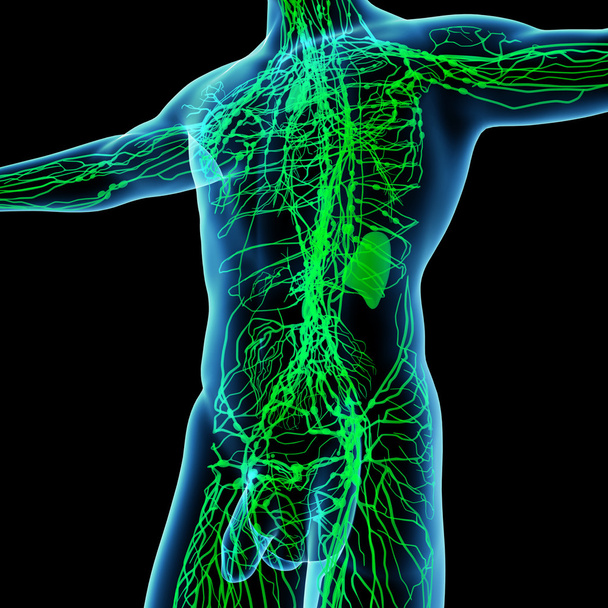 3d render green lymphatic system - side view - Photo, Image