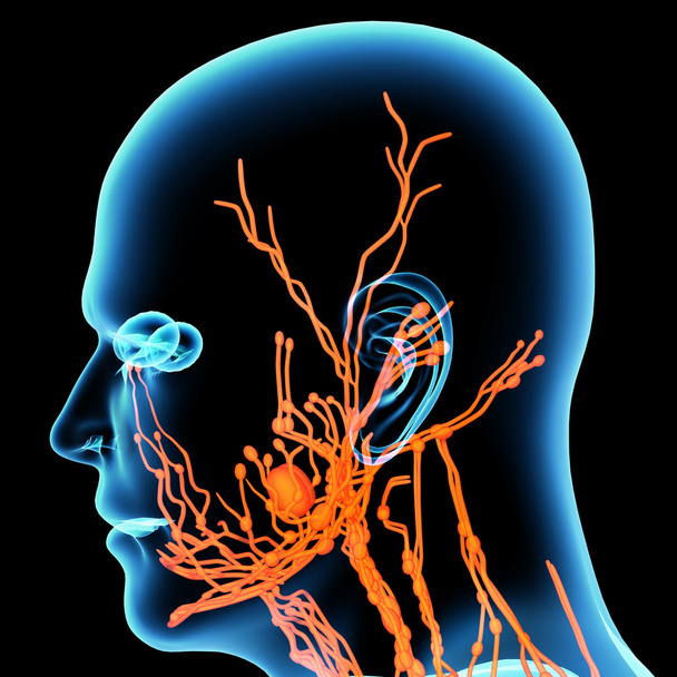 3d rende sistema linfático laranja - vista lateral
 - Foto, Imagem