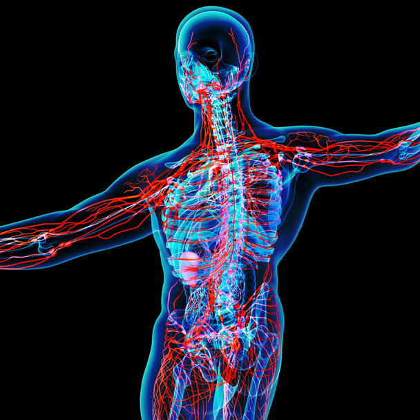 Système lymphatique - vue arrière
 - Photo, image