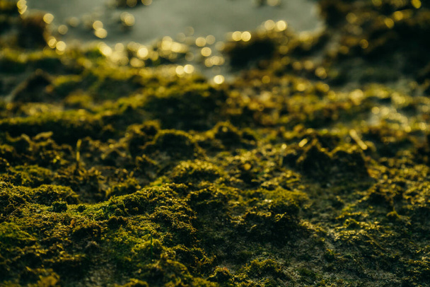 Зеленый мрамор на камнях у моря на фоне заката
 - Фото, изображение