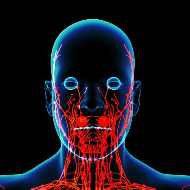 3d render red lymphatic system - front view - Photo, Image