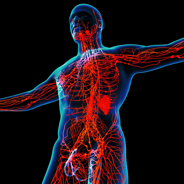 3D vykreslení červené lymfatický systém - pohled zdola - Fotografie, Obrázek