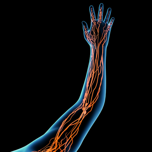 3d render orange lymphatic system - show hand - Photo, Image