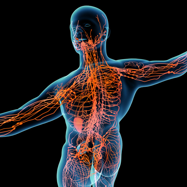 3D vykreslení oranžové lymfatický systém - pohled zezadu - Fotografie, Obrázek