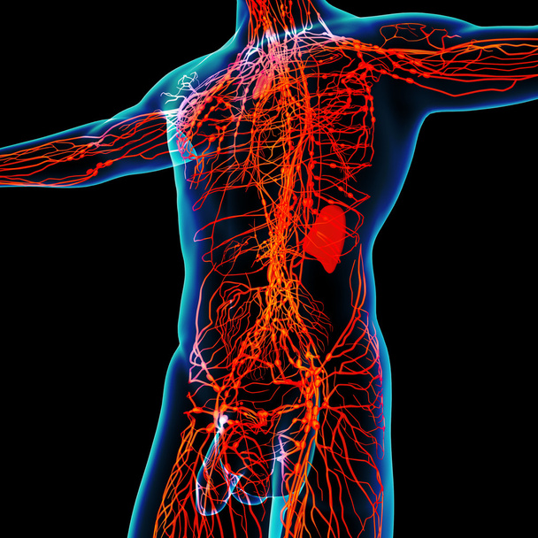 3d render orange lymphatic system - side view - Photo, Image
