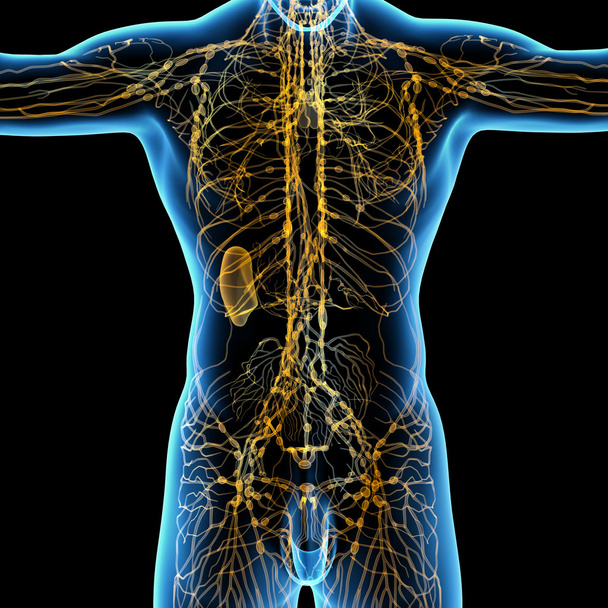 Gelbes Lymphsystem - Rückseite - Foto, Bild
