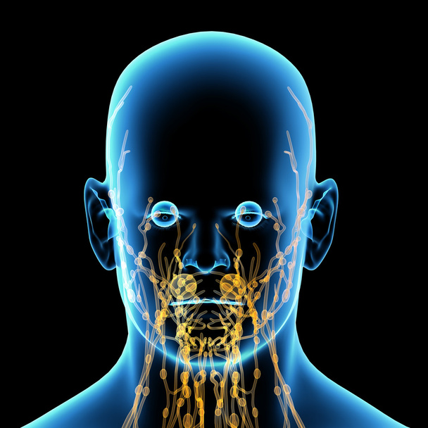 3d render yellow lymphatic system - front view - Photo, Image
