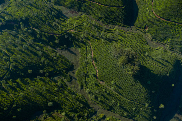 Beau paysage de plantation de thé le matin
. - Photo, image