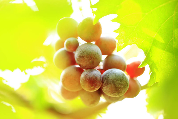 Winnice o zachodzie słońca w jesiennych zbiorach. Dojrzałe winogrona jesienią - Zdjęcie, obraz