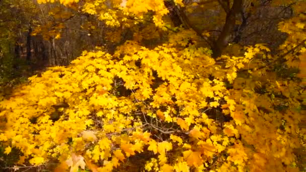 Herfst landschap, esdoorn bladeren in de herfst, de top van de herfst bomen, esdoorn bladeren bewegen in de wind. Park van esdoorn bomen, groene en gele bladeren in de herfst. Vlieg rond herfstboom, close-up. - Video