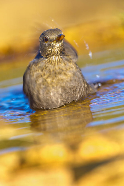 Blackbird, Turdus merula, Forest Pond, Castile Leon, Španělsko, Evropa  - Fotografie, Obrázek