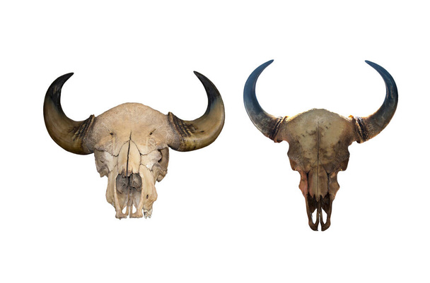 Cuernos y el cráneo de un toro aislado sobre fondo blanco para diseño gráfico. Premio Pride para cazadores
 - Foto, Imagen