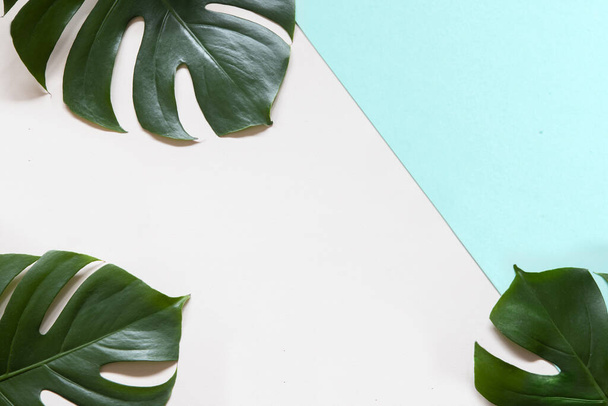 Trois feuilles vertes tropicales et de palmier de monstère sur fond turquoise et blanc. Concept plat, vue de dessus. Feuilles tropicales de monstère sur fond rose
 - Photo, image