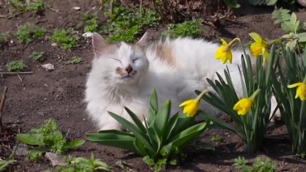 Vrolijk en tevreden grijs-witte kat met een roze neus ruikt lentelucht, ligt op een zonnige dag op de grond bij de bloemen - Video