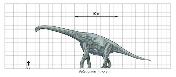 A scale diagram showing the giant titanosaur Patagotitan compared to some humans. - Vector, Image