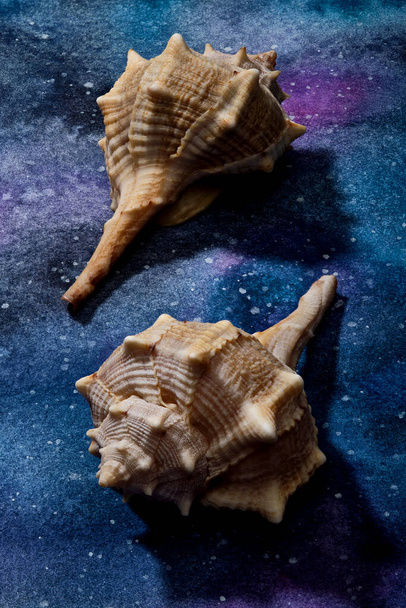 Seashells allestito su carta dipinta astratta
 - Foto, immagini